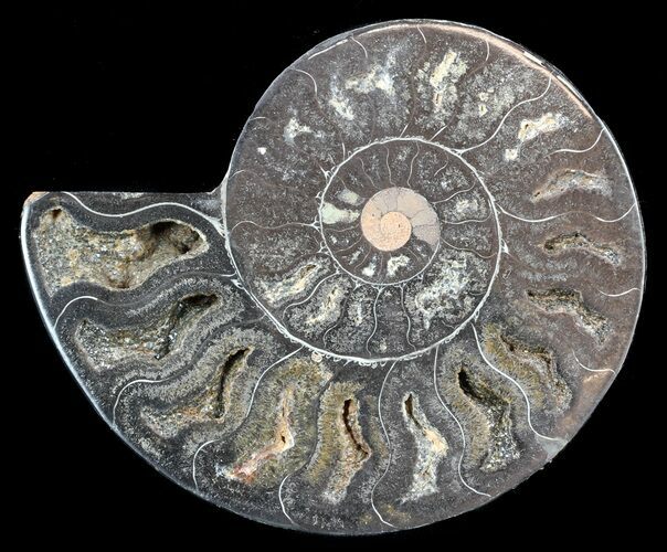 Split Black/Orange Ammonite (Half) - Unusual Coloration #55676